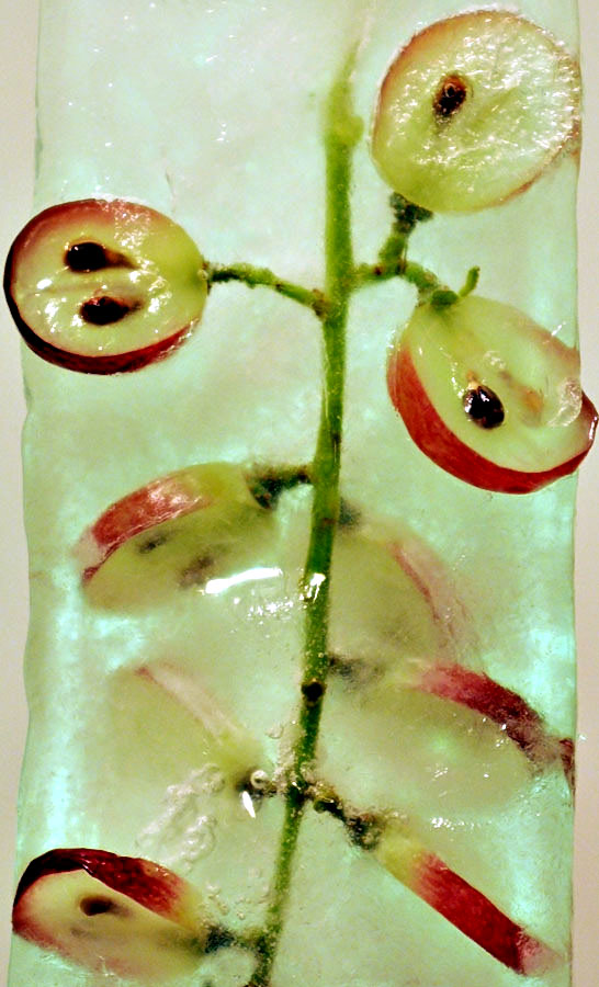 Fotografie von Isabella2006 für DesignCrowd (Community Contests) | Design #8985278