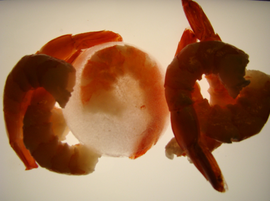 Photography by SallySmyth for DesignCrowd (Community Contests) | Design #8985456