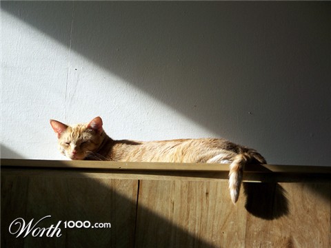 Photography by PsychoKittn