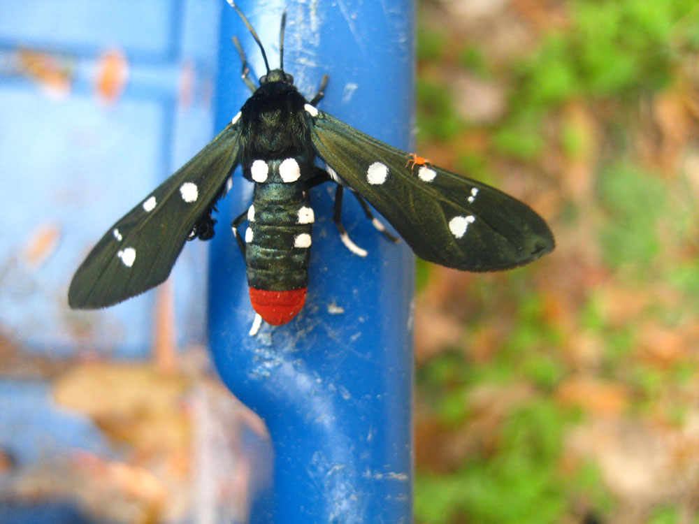 Fotografie von hollistereagle8 für DesignCrowd (Community Contests) | Design #8983856