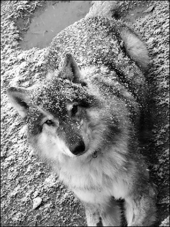 Photography by mandabear1023 for DesignCrowd (Community Contests) | Design #8983832