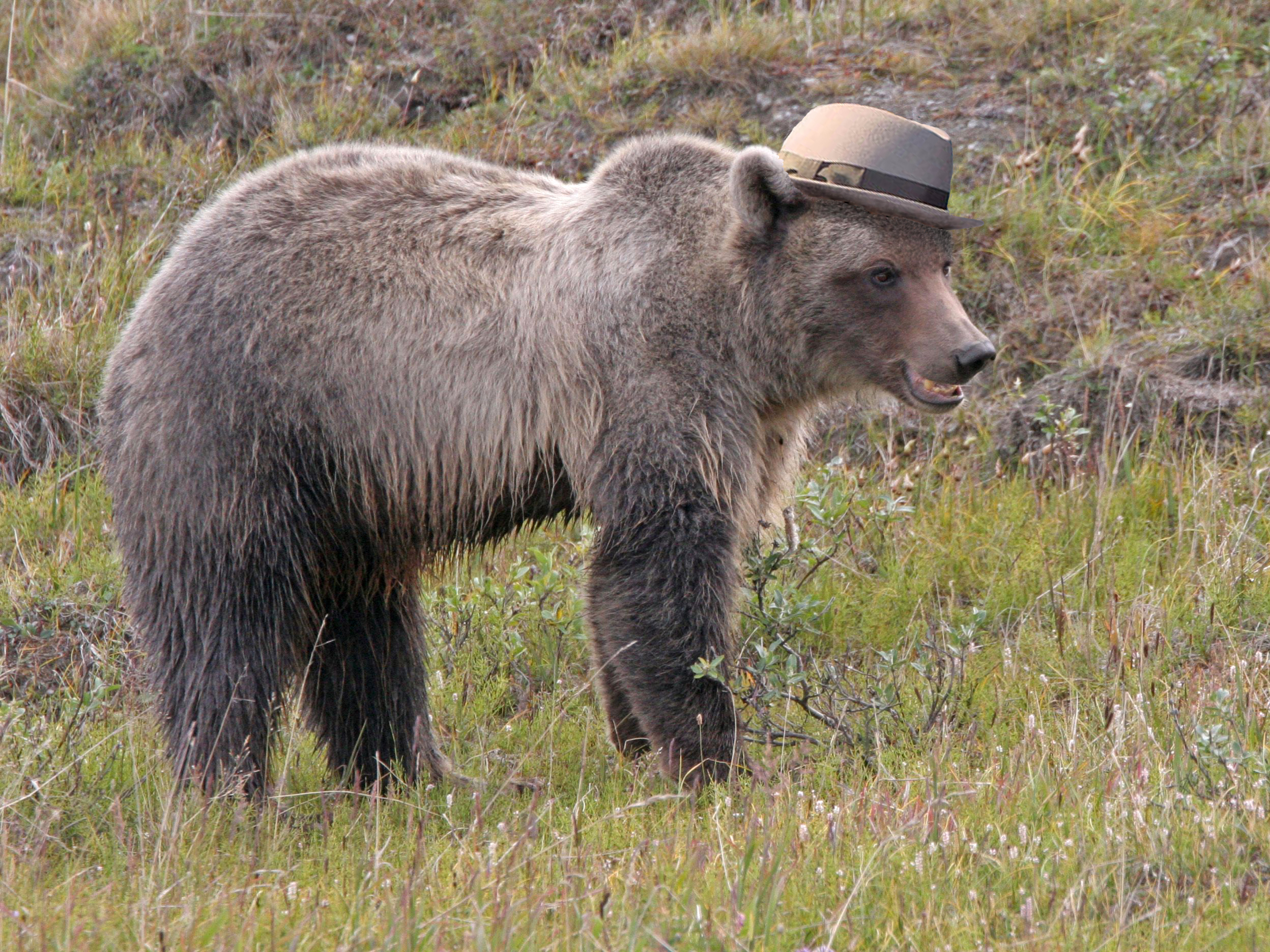 Photoshop-Design von PappaKitty für DesignCrowd (Community Contests) | Design #8980575