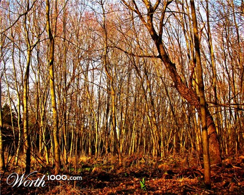 Photography by vramos11