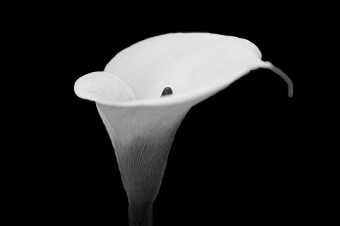 Photography by JellybumDesigns for DesignCrowd (Community Contests) | Design #8981715