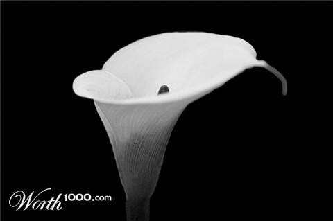 Photography by JellybumDesigns