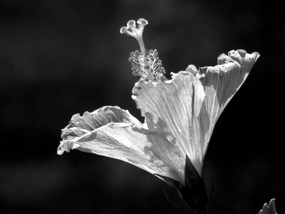 Photographie par marssaf pour DesignCrowd (Community Contests) | Design #8981740