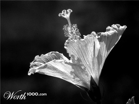 Photography by marssaf