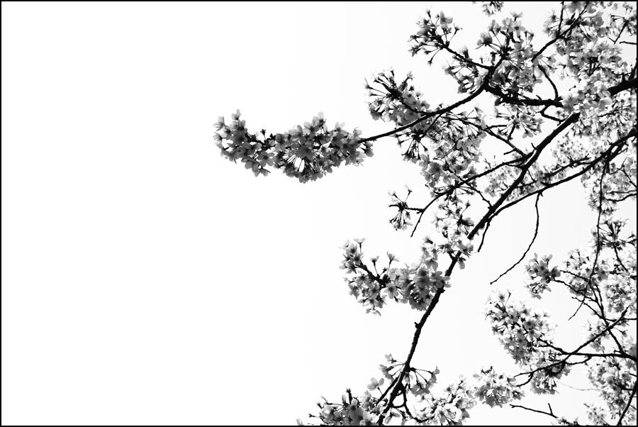 Fotografía por lticew para DesignCrowd (Community Contests) | Diseño #8981745