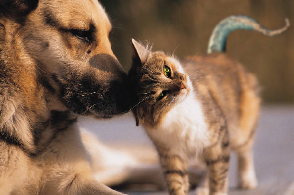 Photoshop Design by OzBoy86 for DesignCrowd (Community Contests) | Design #8985573