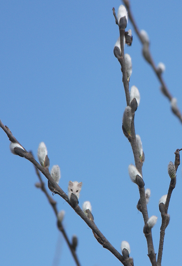 Diseño de Photoshop por copycatfish para DesignCrowd (Community Contests) | Diseño #8985797