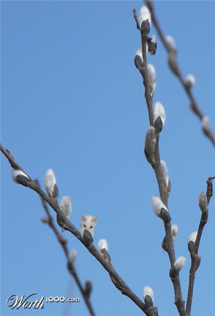 Photoshop Design by copycatfish