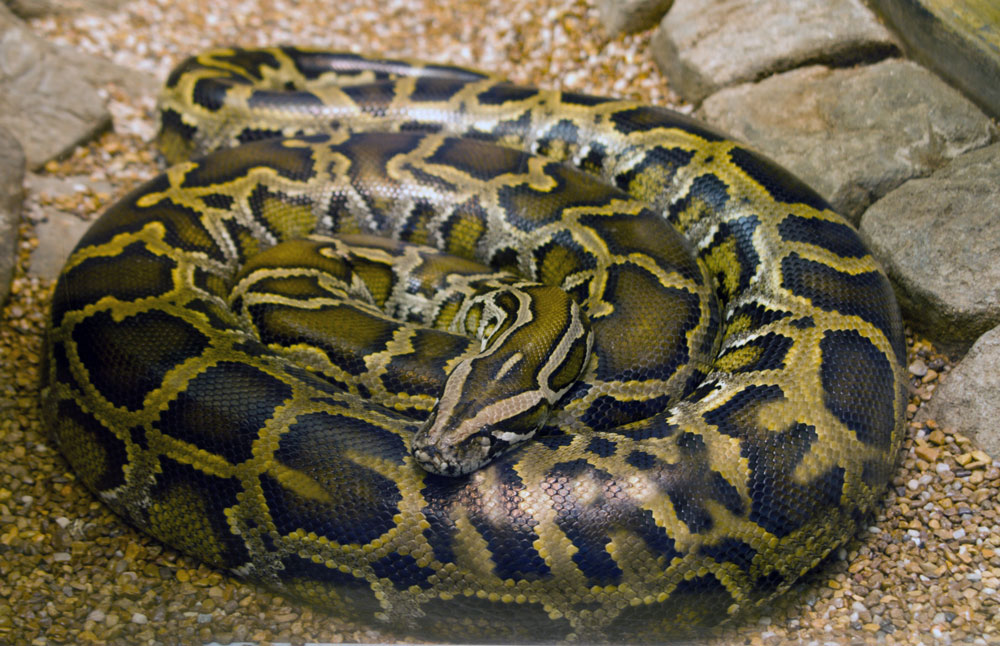 Design Photoshop par Oceanicy pour DesignCrowd (Community Contests) | Design #8985846