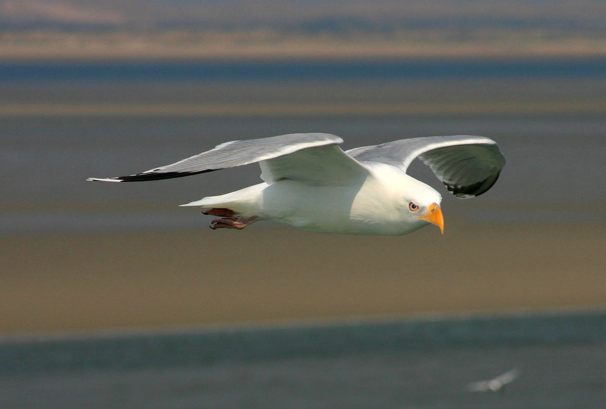 Diseño de Photoshop por underworth para DesignCrowd (Community Contests) | Diseño #8985983