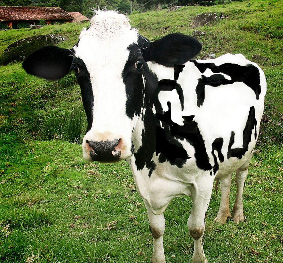 Diseño de Photoshop por NakedApe para DesignCrowd (Community Contests) | Diseño #8985962