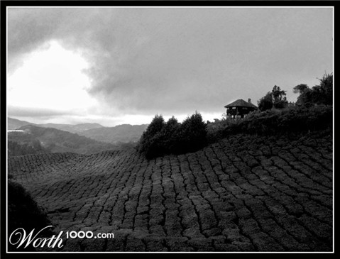 Photography by cloverleafz