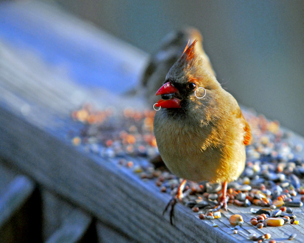 Photoshop Design by vramos11 for DesignCrowd (Community Contests) | Design #8986294