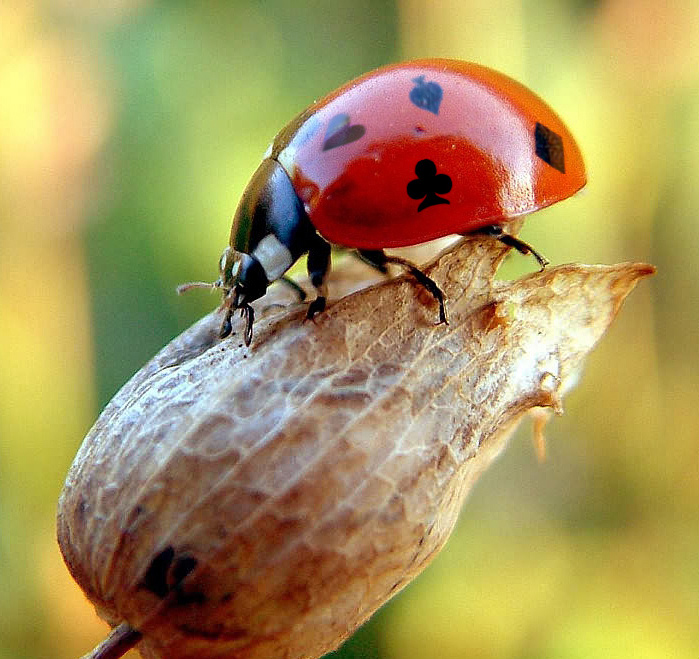 Diseño de Photoshop por Mandrak para DesignCrowd (Community Contests) | Diseño #8986134