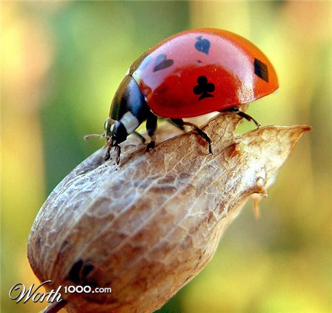 Photoshop Design by Mandrak