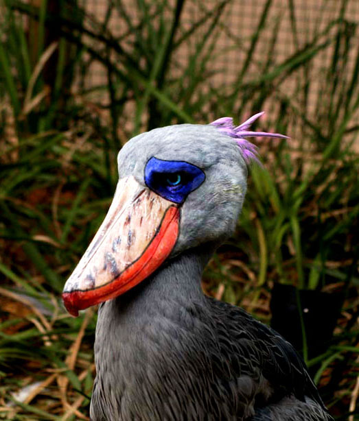 Photoshop-Design von DimDag für DesignCrowd (Community Contests) | Design #8985521