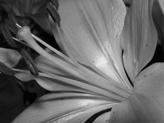 Fotografía por ColdMoon para DesignCrowd (Community Contests) | Diseño #8981774