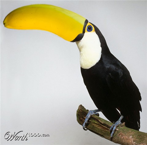 Photoshop Design by abrak1