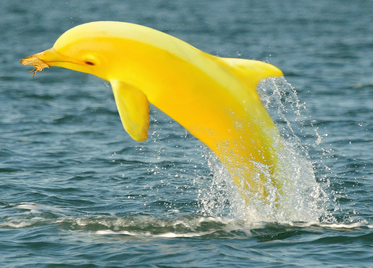 Design Photoshop par fanucci pour DesignCrowd (Community Contests) | Design #8981082