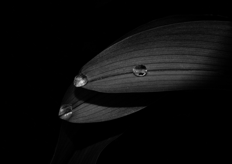 Fotografía por amitaf para DesignCrowd (Community Contests) | Diseño #8981762