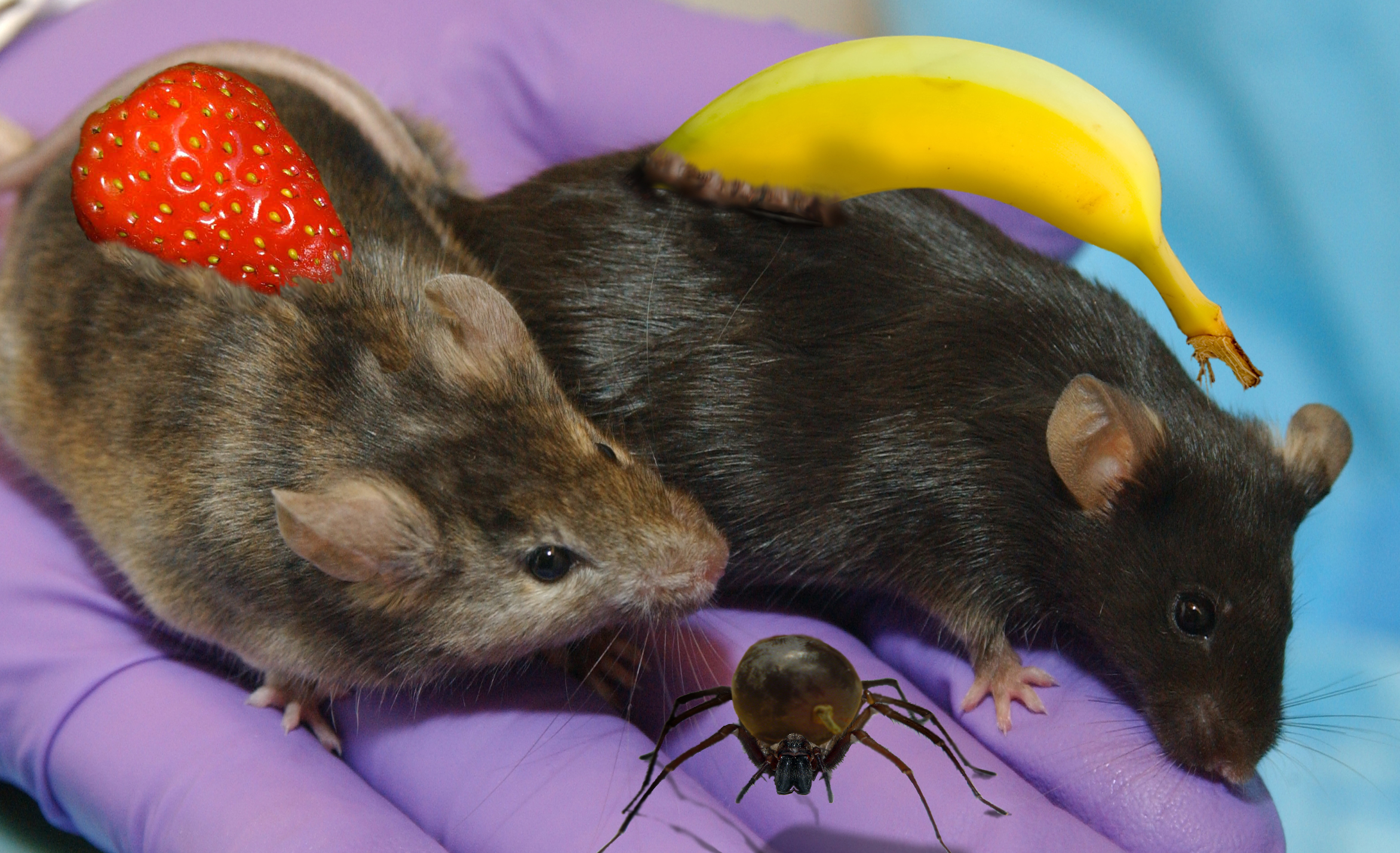 Photoshop Design by bobber1 for DesignCrowd (Community Contests) | Design #8981211