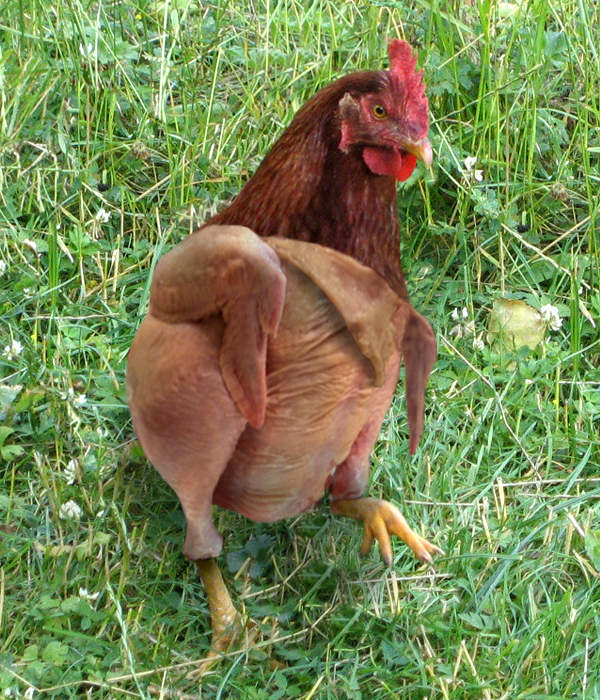 Photoshop-Design von chocoblock für DesignCrowd (Community Contests) | Design #8979522