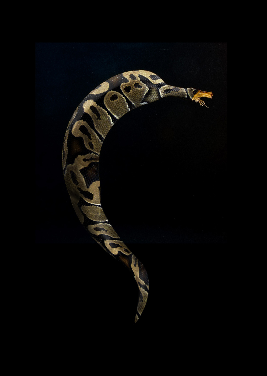 Photoshop Design by eskiss for DesignCrowd (Community Contests) | Design #8981324