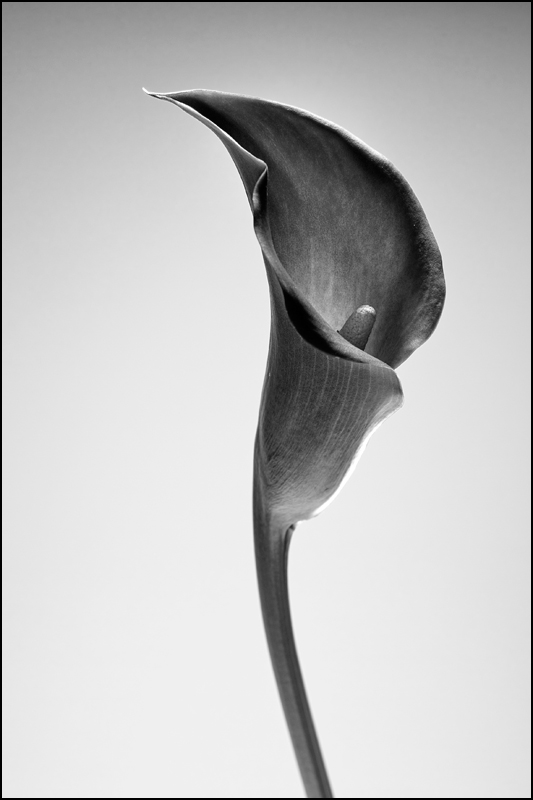 Photography by SigloV for DesignCrowd (Community Contests) | Design #8981749