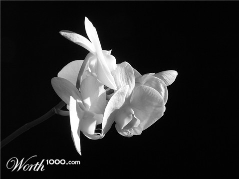 Photography by hobore