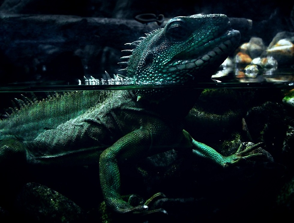 Photography by wyrik22 for DesignCrowd (Community Contests) | Design #8984509