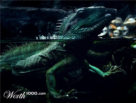 Photography by wyrik22