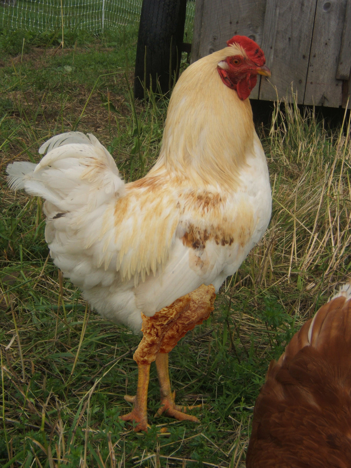 Photoshop Design by ConnieB for DesignCrowd (Community Contests) | Design #8979667