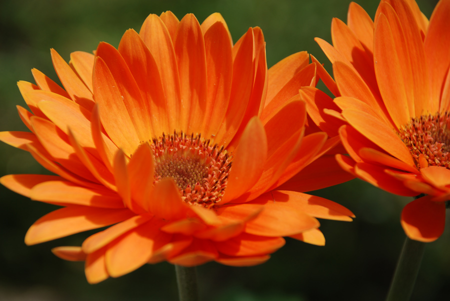 Photography by MothnFlame for DesignCrowd (Community Contests) | Design #8980831