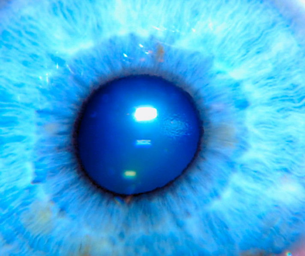 Fotografie von fotofanatic1 für DesignCrowd (Community Contests) | Design #8985266