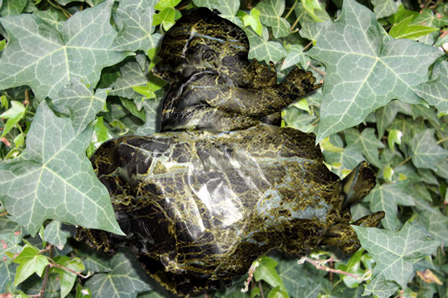 Photoshop-Design von Maquesta für DesignCrowd (Community Contests) | Design #8984977