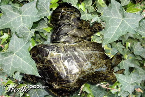 Photoshop Design by Maquesta