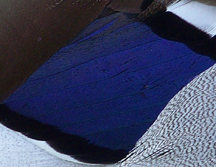 Photography by PsychoKittn for DesignCrowd (Community Contests) | Design #8985282