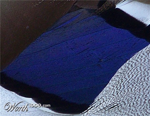 Photography by PsychoKittn