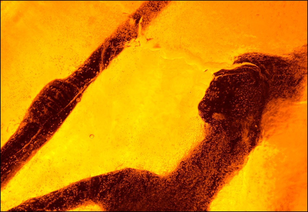 Fotografie von kimbomac für DesignCrowd (Community Contests) | Design #8980839