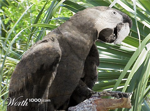 Photoshop Design by jaysin777