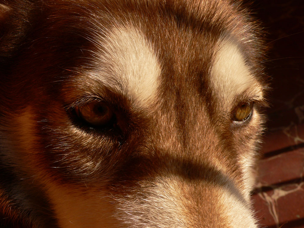 Photography by sausirhi for DesignCrowd (Community Contests) | Design #8980278