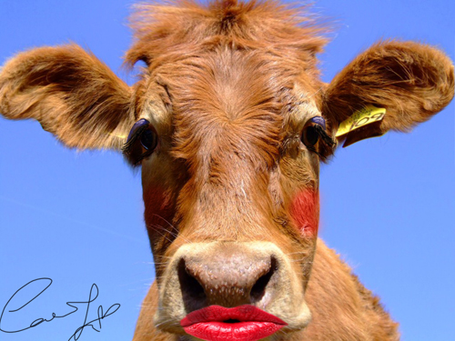 Diseño de Photoshop por politikk2007 para DesignCrowd (Community Contests) | Diseño #8983591