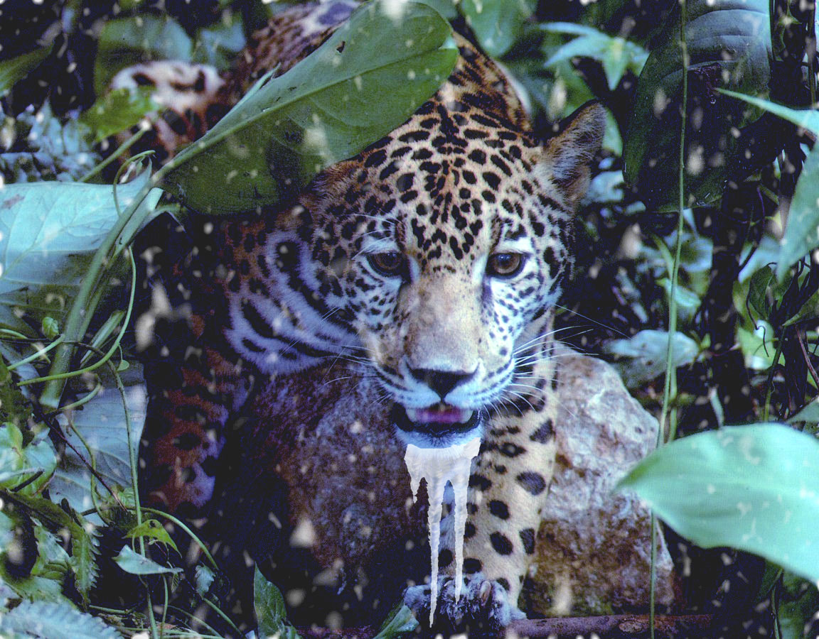 Photoshop Design by alesiphoto for DesignCrowd (Community Contests) | Design #8980249