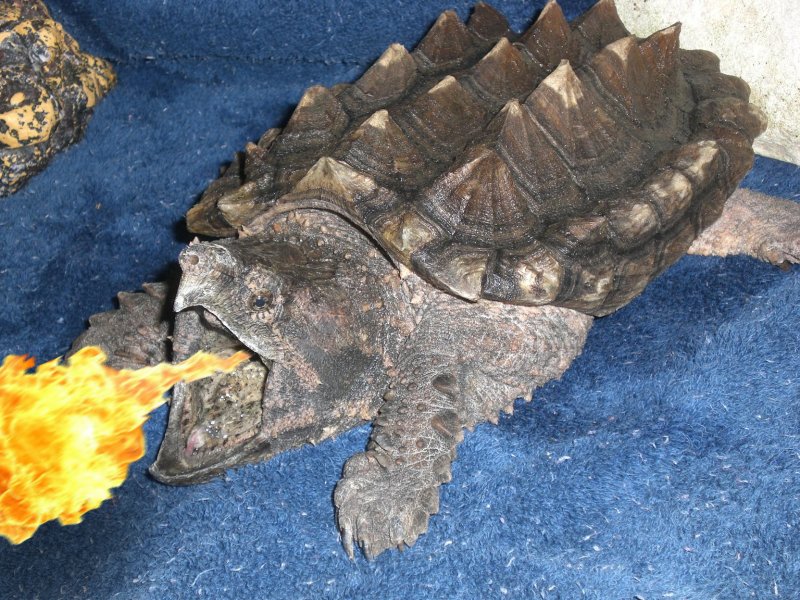 Design Photoshop par VaneetraX pour DesignCrowd (Community Contests) | Design #8983499