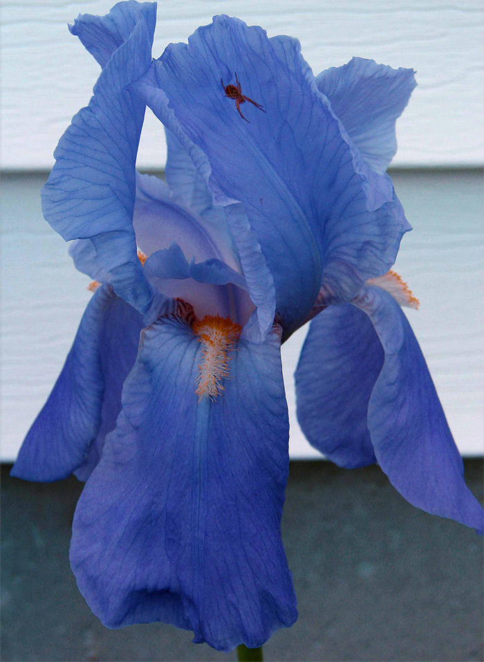 Photography by kathnh for DesignCrowd (Community Contests) | Design #8985446