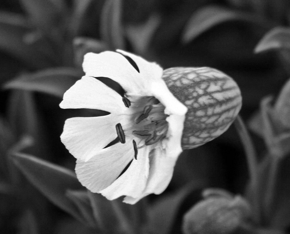 Photography by bobber1 for DesignCrowd (Community Contests) | Design #8981844