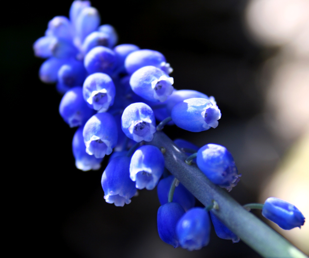 Photographie par charizz pour DesignCrowd (Community Contests) | Design #8985476